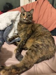 Reunited Female Cat last seen Faddington, Scissor Way - Daybreak, South Jordan, UT 84009