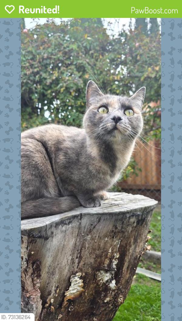 Reunited Female Cat last seen Louise, Manteca, CA 95336