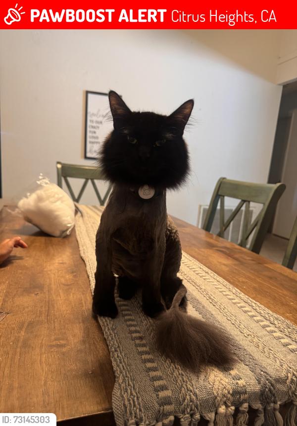 Lost Male Cat last seen Near Goldenwood Circle, Citrus Heights, CA 95621