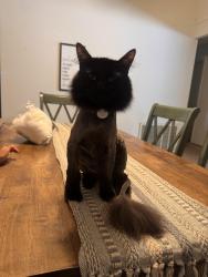Lost Male Cat last seen Near Goldenwood Circle, Citrus Heights, CA 95621
