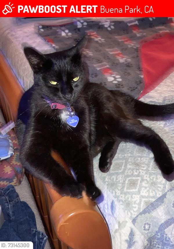 Lost Female Cat last seen Holder and Lincoln, Buena Park, CA 90620