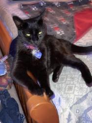 Lost Female Cat last seen Holder and Lincoln, Buena Park, CA 90620