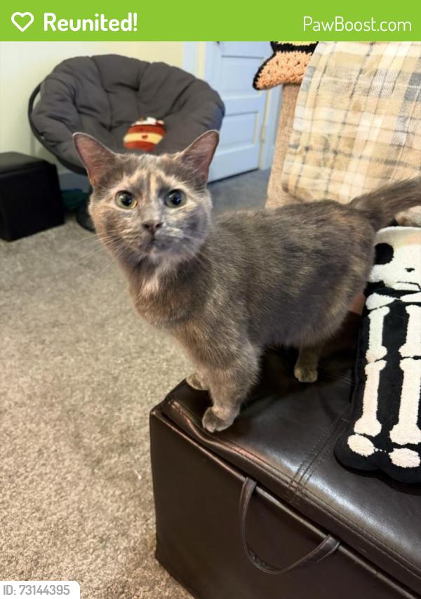 Reunited Female Cat last seen 55th St and Montana St, Milwaukee, WI 53219