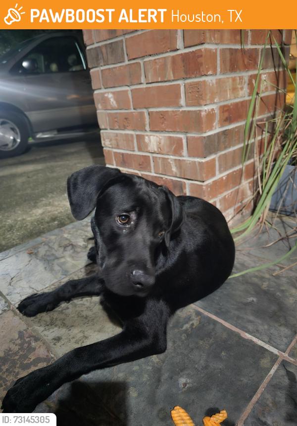 Found/Stray Male Dog last seen Hensen Creek Dr, Blue Creek Ranch HOA, 77086, Houston, TX 77086