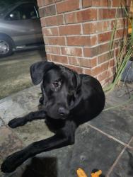Found/Stray Male Dog last seen Hensen Creek Dr, Blue Creek Ranch HOA, 77086, Houston, TX 77086