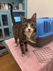 Found/Stray Male Cat last seen Parking lot of Attic Brewing Company, Philadelphia, PA 19144