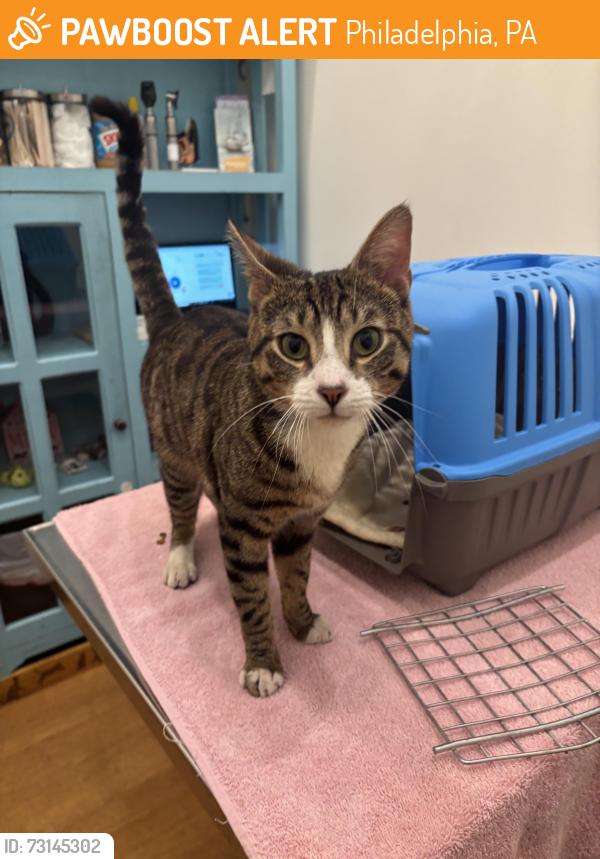 Found/Stray Male Cat last seen Parking lot of Attic Brewing Company, Philadelphia, PA 19144