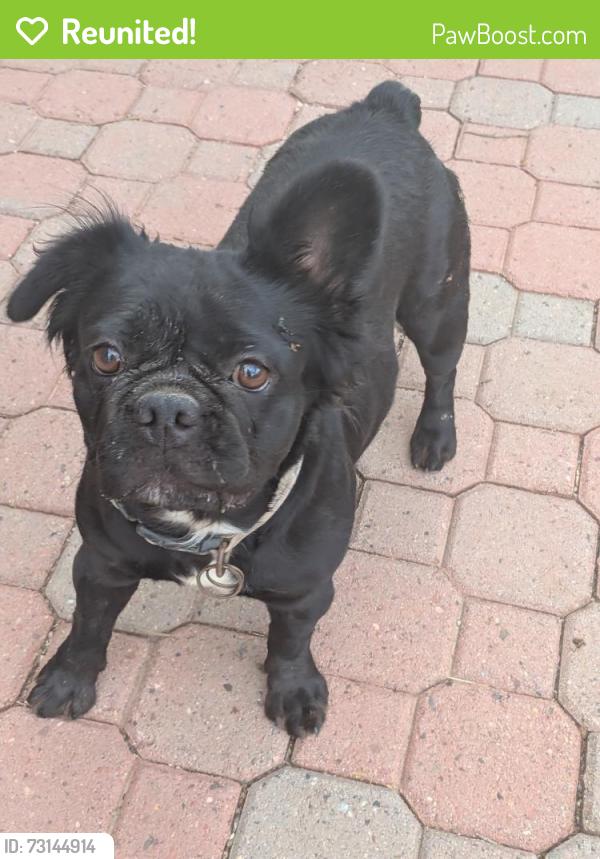 Reunited Unknown Dog last seen Mcqueen & Elliot, Gilbert, AZ 85233