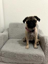 Lost Female Dog last seen Culver and Main, Orange, CA 92868