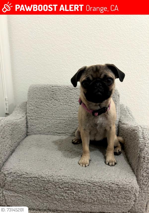 Lost Female Dog last seen Culver and Main, Orange, CA 92868