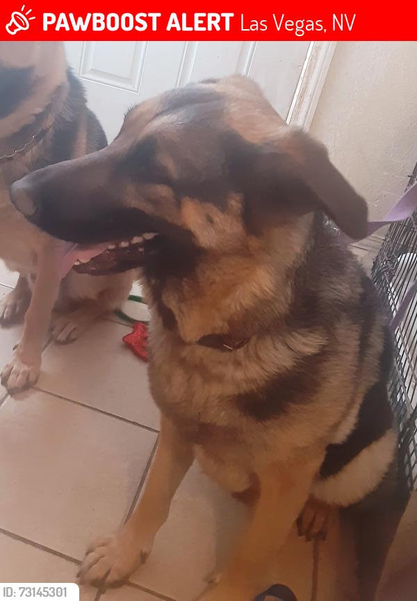 Lost Female Dog last seen Woodland Ave, Las Vegas, NV 89121