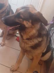 Lost Female Dog last seen Woodland Ave, Las Vegas, NV 89121