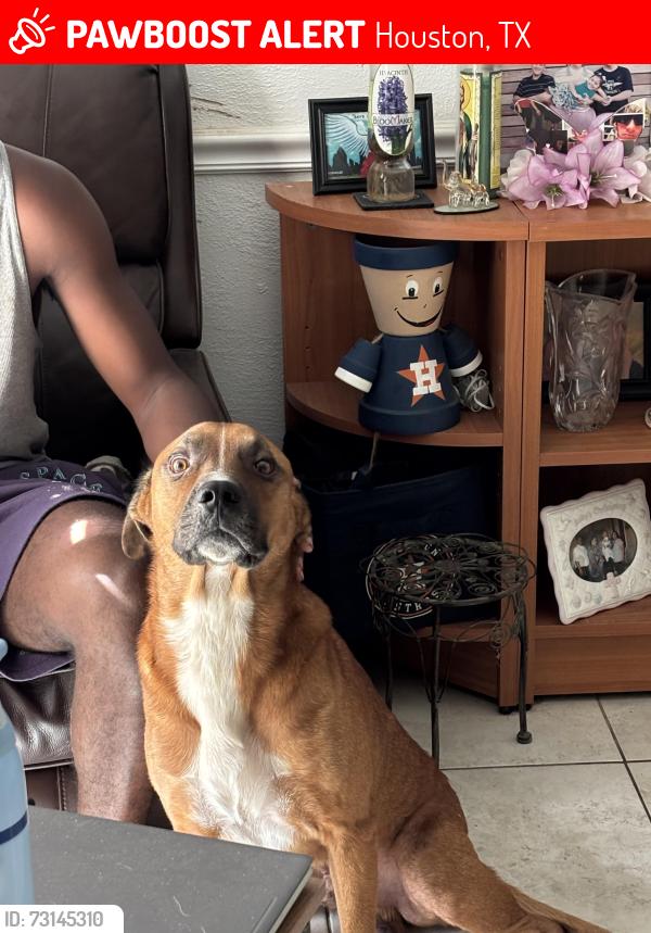 Lost Male Dog last seen Ella Boulevard & Rainy River, Houston, TX 77088