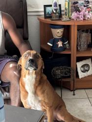Lost Male Dog last seen Ella Boulevard & Rainy River, Houston, TX 77088