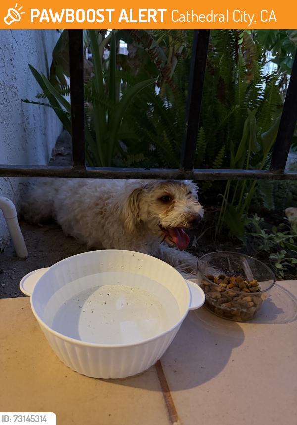 Found/Stray Unknown Dog last seen Dinah Shore & Cathedral Canyon, Cathedral City, CA 92234