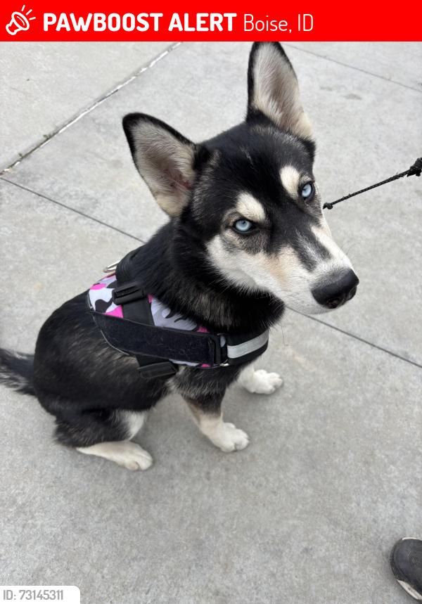 Lost Female Dog last seen Lake hazel and five mile, Boise, ID 83709