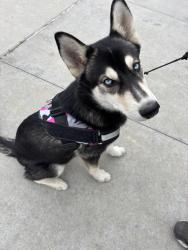 Lost Female Dog last seen Lake hazel and five mile, Boise, ID 83709