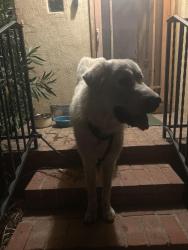 Found/Stray Male Dog last seen Say rd, Santa Paula, CA 93060