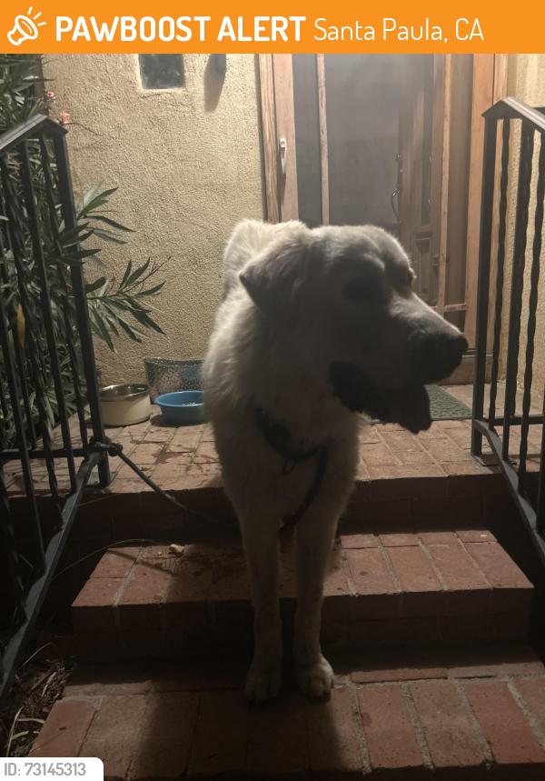 Found/Stray Male Dog last seen Say rd, Santa Paula, CA 93060