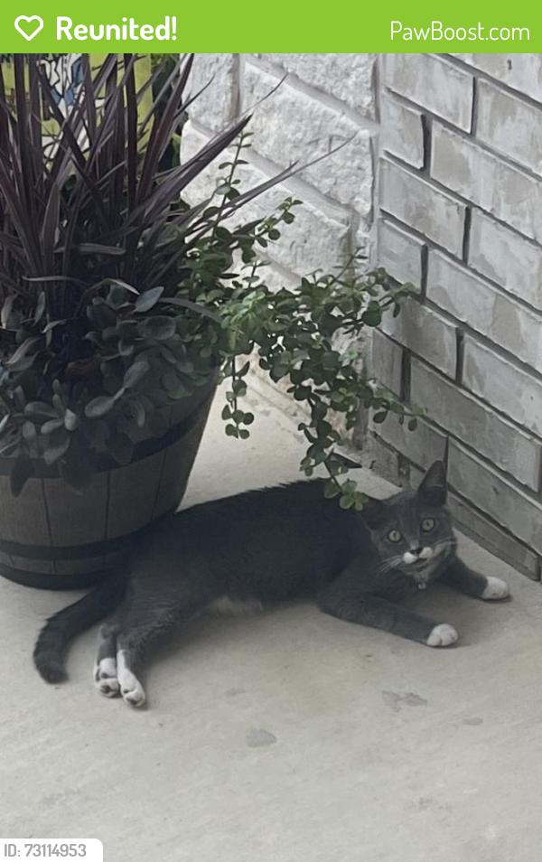 Reunited Unknown Cat last seen Balmoral and Regent Blvd, Boerne, TX 78006