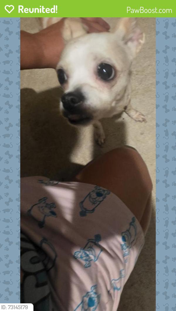 Reunited Female Dog last seen Merganser Dr, Copperas Cove, TX 76522, USA, Copperas Cove, TX 76522