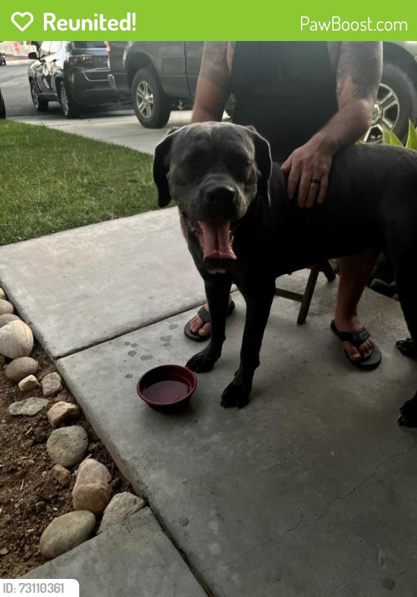 Reunited Female Dog last seen Stable, Victorville, CA 92394