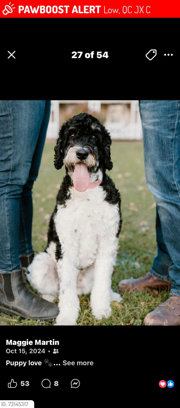 Lost Female Dog last seen MacDonald Rd , Lake Isabel, Low, QC J0X 2C0