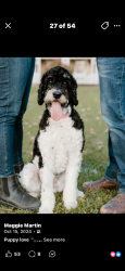 Lost Female Dog last seen MacDonald Rd , Lake Isabel, Low, QC J0X 2C0