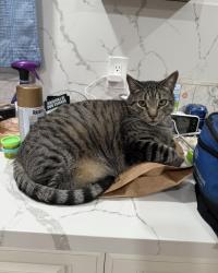 Reunited Male Cat last seen Donnybrook Ln, Costa Mesa, CA 92626, USA, Costa Mesa, CA 92626