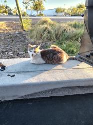 Lost Male Cat last seen Jackson and Van Buren Riverside ca, Riverside, CA 92501