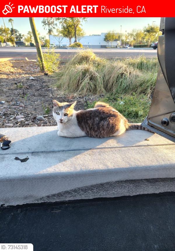 Lost Male Cat last seen Jackson and Van Buren Riverside ca, Riverside, CA 92501