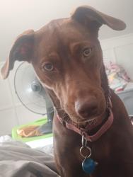 Lost Female Dog last seen State route 222 near crane schoolhouse road and bethel New Richmond rd, Bethel, OH 45106