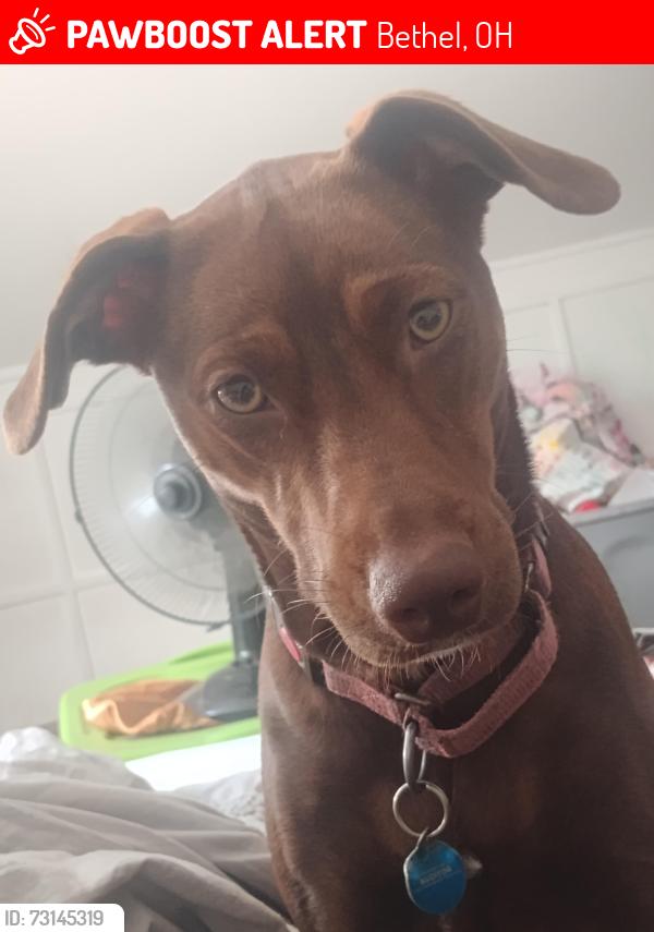 Lost Female Dog last seen State route 222 near crane schoolhouse road and bethel New Richmond rd, Bethel, OH 45106
