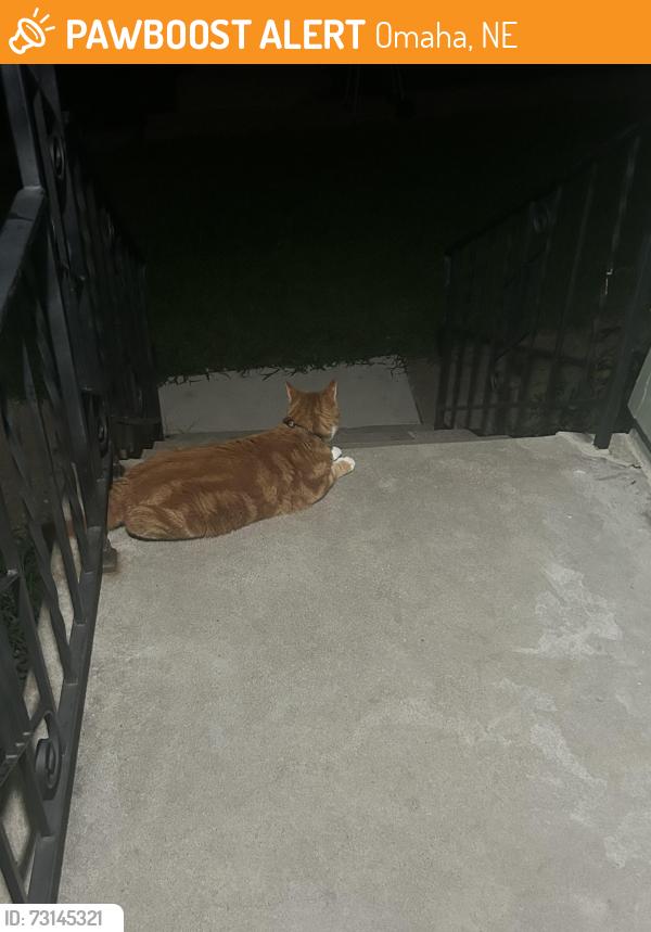 Found/Stray Unknown Cat last seen 44th & Vinton St, Omaha, NE 68105