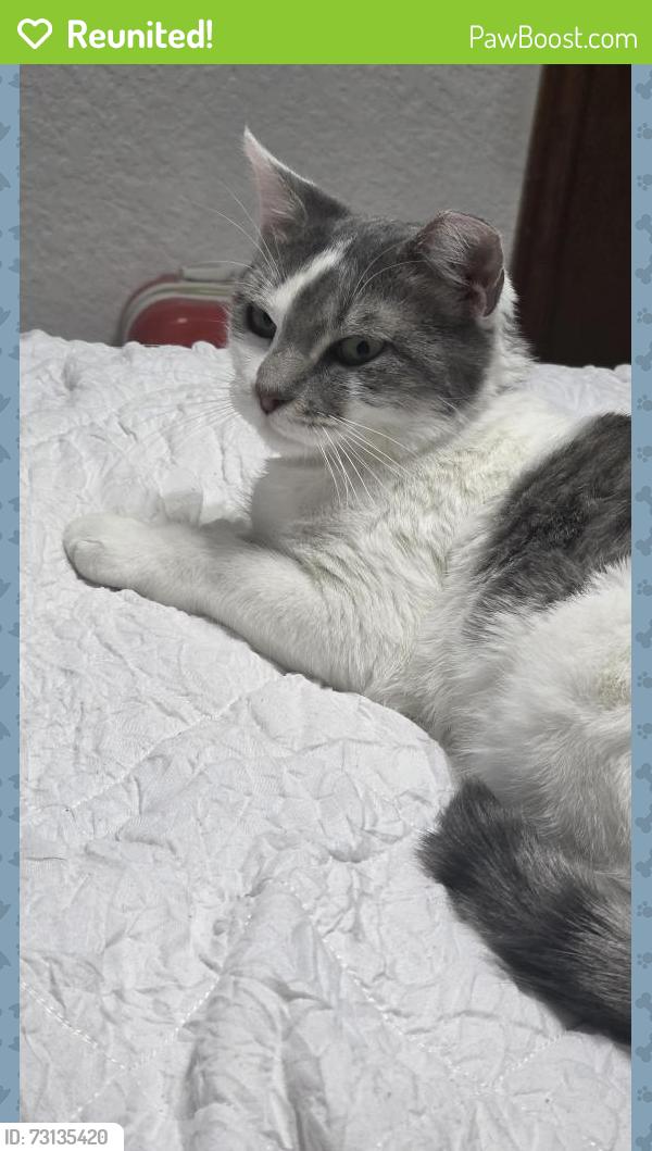 Reunited Female Cat last seen At my hse., Oklahoma City, OK 73159