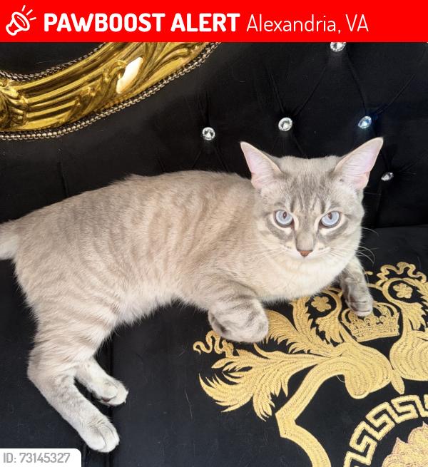Lost Female Cat last seen Eisenhower Avenue, Alexandria, VA 22304