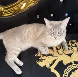 Lost Female Cat last seen Eisenhower Avenue, Alexandria, VA 22304