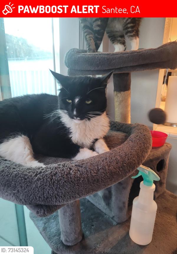 Lost Male Cat last seen Cuyamaca and El Nopal, Santee, CA 92071