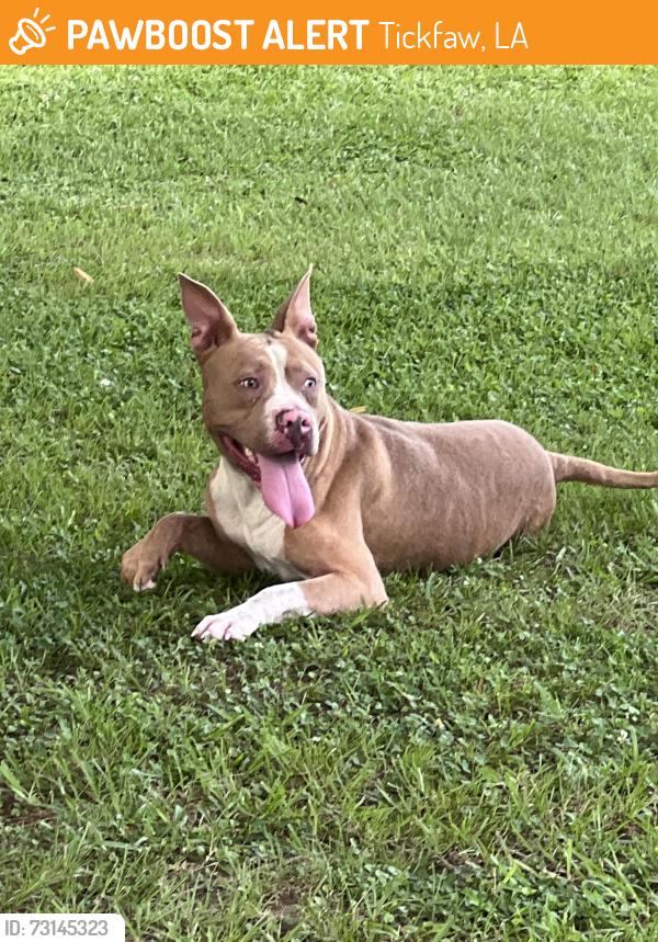 Found/Stray Male Dog last seen Faller Road off Hwy 442, Tickfaw, LA 70466