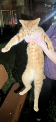 Found/Stray Male Cat last seen Near lumberdale rd, Houston, TX 77092