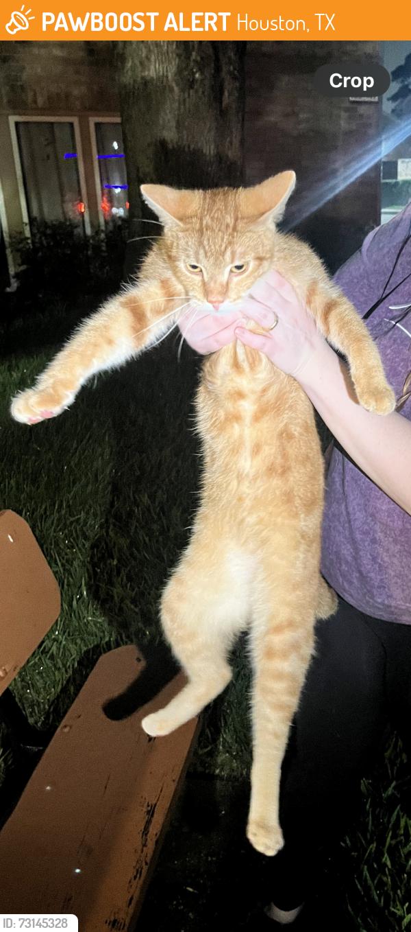 Found/Stray Male Cat last seen Near lumberdale rd, Houston, TX 77092