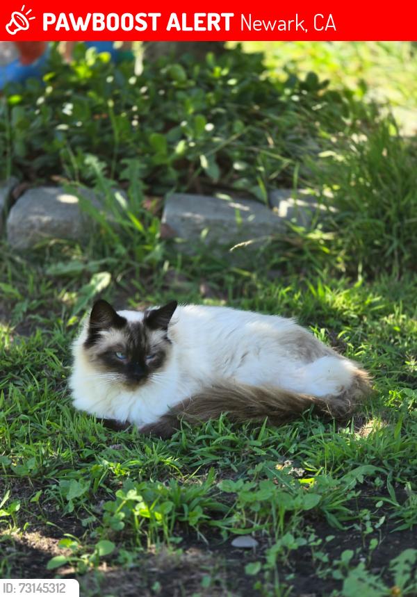 Lost Male Cat last seen Olive Street, Newark, CA 94560