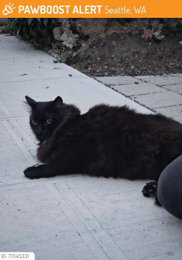 Found/Stray Female Cat last seen On roy street by the arboritum, Seattle, WA 98112
