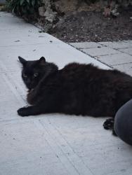 Found/Stray Female Cat last seen On roy street by the arboritum, Seattle, WA 98112