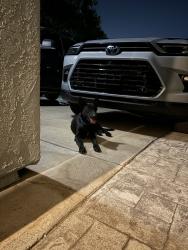 Found/Stray Male Dog last seen Cedar, Rialto, CA 92376