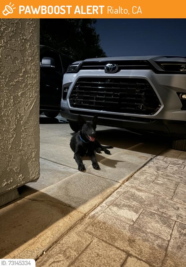 Found/Stray Male Dog last seen Cedar, Rialto, CA 92376