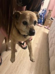 Found/Stray Male Dog last seen shop n go fowler, Clovis, CA 93611