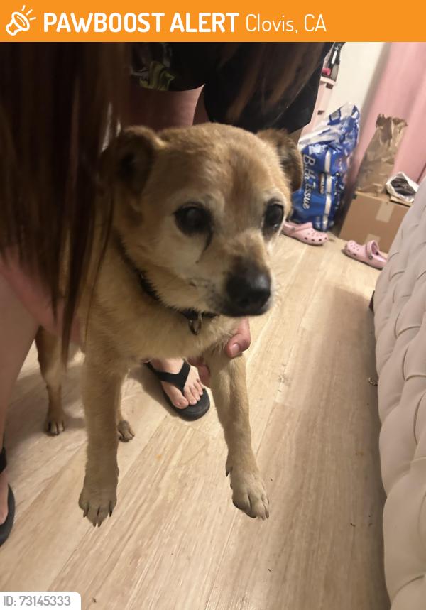 Found/Stray Male Dog last seen shop n go fowler, Clovis, CA 93611