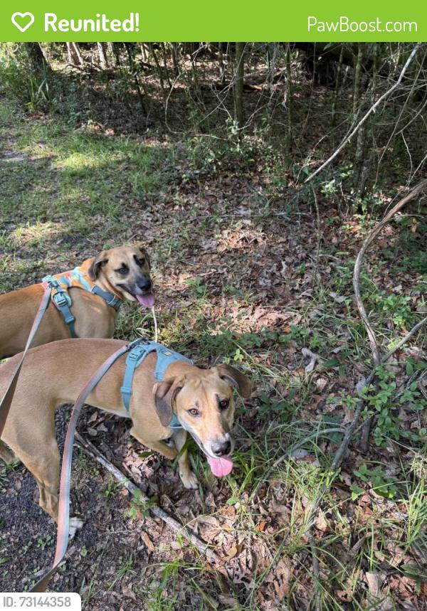 Reunited Female Dog last seen Sandy’s Consignment, Gainesville, FL 32606