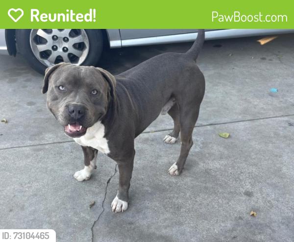 Reunited Male Dog last seen 122nd st and willowbrook, Los Angeles, CA 90059
